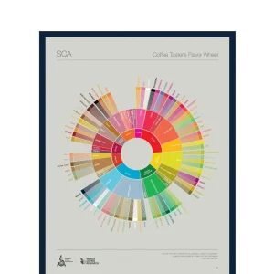 SCA The Coffee Taster's Flavour Wheel Poster